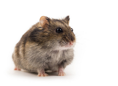 可爱的灰仓鼠照片