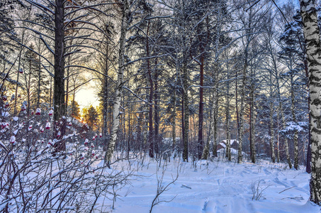 在冬季森林日落