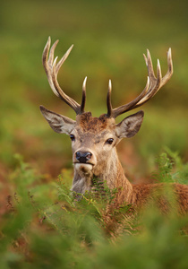 植物野生动物图片