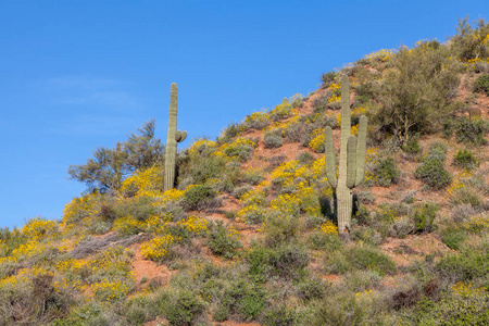 春天在亚利桑那州沙漠中盛开的野花