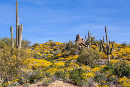 风景优美的亚利桑那州春天沙漠景观