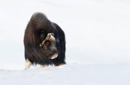 麝牛在冬天挪威的山上站在雪地里。