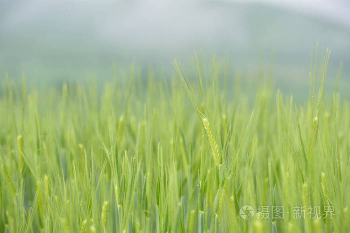 阴雨天的绿色麦田