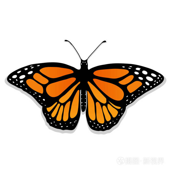 蝴蝶对称图形 半边图片