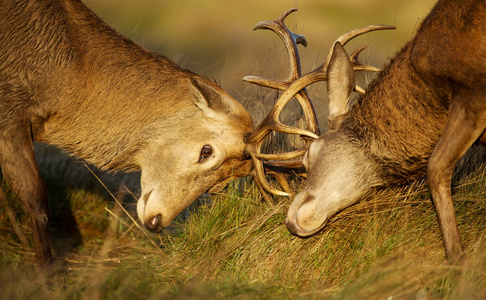 在初秋的早晨，两只红鹿在车辙季节争夺优势地位。