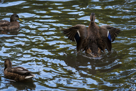 鸭子沐浴在池塘里的浪花里图片