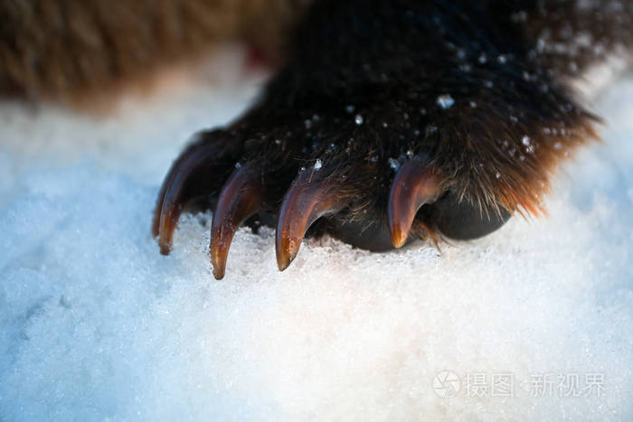 前爪与爪子在雪地里的棕色熊
