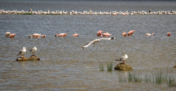 Kenia 库湖水中的鸟类意象