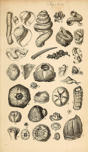 贝壳的插图。 一本航海手册。 绍尔比。 乔治布雷廷汉姆18121884