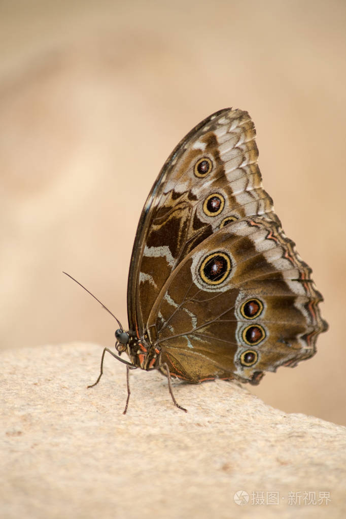 一只美丽的棕色蝴蝶