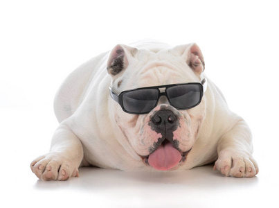 戴墨镜的雄牛头犬照片