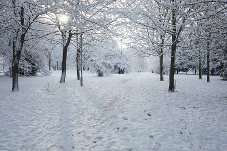 美丽的冬季公园，白雪覆盖的树木
