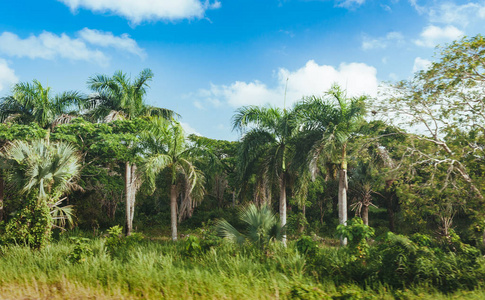 热带雨林景观中美洲热带雨林美丽的生机勃勃的景观,多米尼加共和国