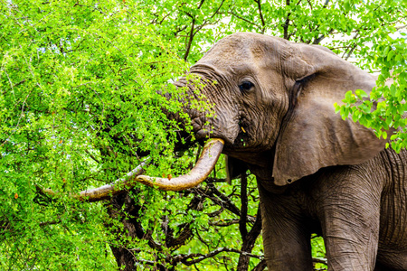 附近的一个森林里,一头大型非洲成年大象在吃来自莫班恩树的叶子照片