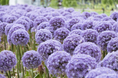 紫大蒜花图片
