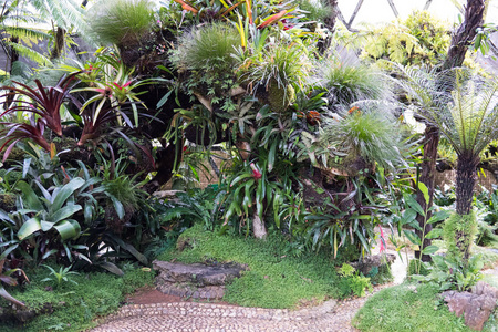 热带植物在花园里