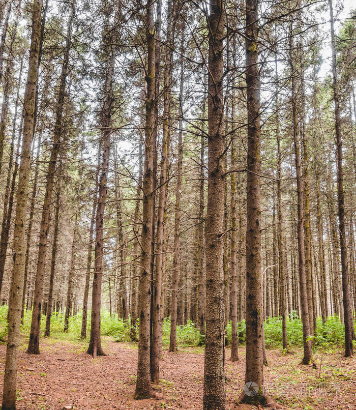 在无水常绿林中观赏干燥的松树和无针杉