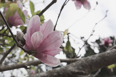 玉兰花在花园里。公园里盛开的植物。粉红的花