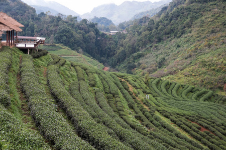 在山上茶园。绿茶和新鲜的叶子。食品和