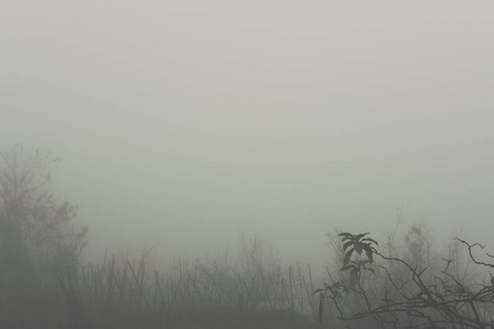 森林在秋天。在雾和雾中的树。雾蒙蒙的风景