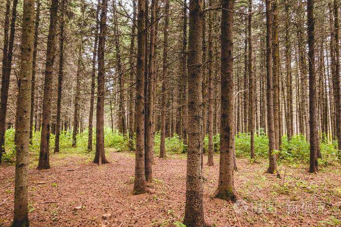 在无水常绿林中观赏干燥的松树和无针杉