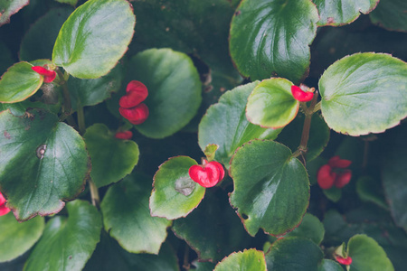 海棠花。花园中的红色开花植物