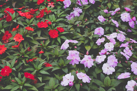 花园里盛开的花朵。公园里的花坛