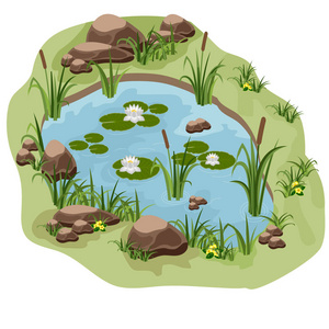 莉莉的石头动画片池塘用睡莲,芦苇和石头照片