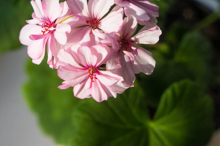芳香的天竺葵图片