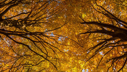 Montseny 自然公园, 在秋季的一天, 位于二十世纪七十年代