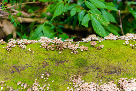 基梅潘自然之旅原木上的苔藓和野生蘑菇