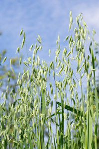蓝天背景下的绿色燕麦