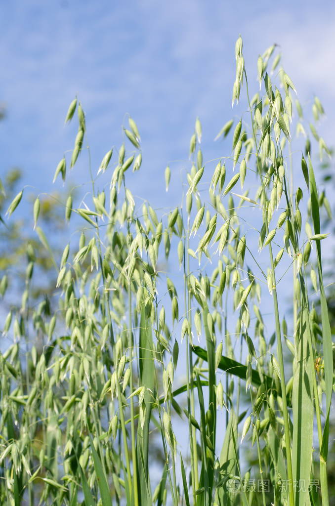 蓝天背景下的绿色燕麦