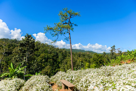 菊花栽培菊花