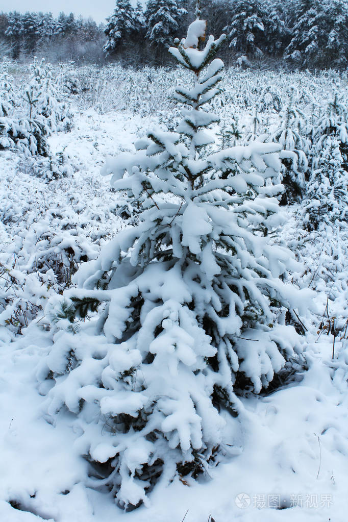 冬天有毛茸茸的雪覆盖的树美丽的风景