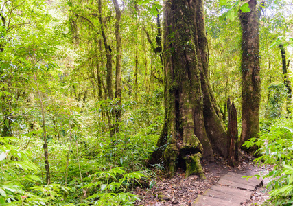 自然小径徒步穿越丛林的小径图片