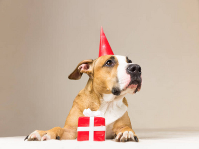 滑稽的犬小狗在生日帽, 在她的爪子惊喜照片