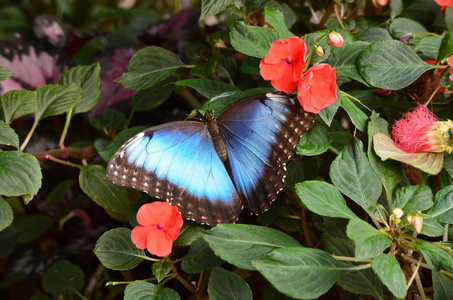 植物叶子上的一只蓝色蝴蝶