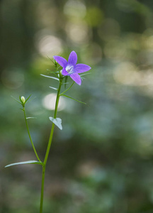森林中的一朵野花蓝铃图片