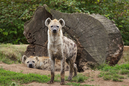斑点鬣狗CrocutaCrocuta也被称为笑鬣狗。