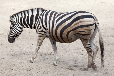 s zebra Equus quagga chapmani.