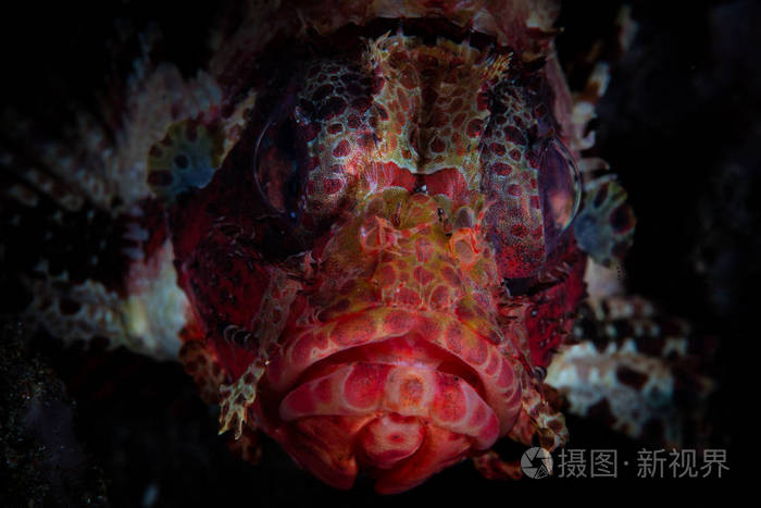 一种美丽的短鳍狮子鱼在苏拉威西北部的莱姆贝海峡捕食 印度尼西亚北部的这一地区拥有非凡的海洋生物多样性 是许多奇怪生物的家园 照片 正版商用图片10lhgk 摄图新视界 一种美丽的短鳍狮子鱼在苏拉威西北部的莱姆贝海峡捕食 印度尼西亚北部的这一地区拥有非凡的海洋生物多样性 是许多奇怪生物的家园 照片 正版商用图片10lhgk 摄图新视界