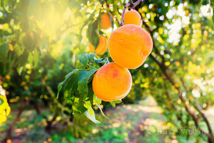 阳光下树枝上多汁的成熟桃子