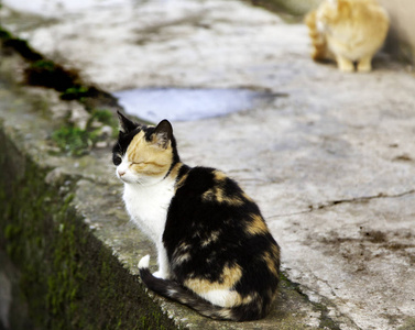 废弃的流浪猫