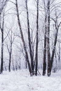 冬天。 霜冻中的树木