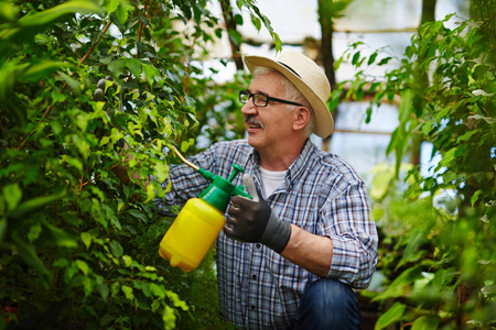 侧景肖像高级园丁戴着草帽，喜欢在温室里与植物一起工作，用喷雾罐中的化学物质处理树木和灌木
