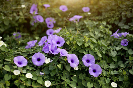 紫色的花和常春藤在花园里图片