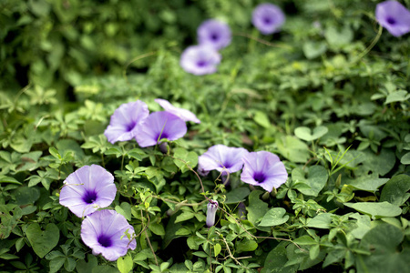 紫色的花和常春藤在花园里图片
