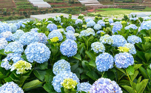 田野绣球花，百花盛开，全山美丽的冬天早晨。 这是一个参观生态旅游花园的地方，吸引了其他旅游到越南高地