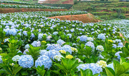 田野绣球花，百花盛开，全山美丽的冬天早晨。 这是一个参观生态旅游花园的地方，吸引了其他旅游到越南高地